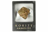 Iridescent Ammolite (Fossil Ammonite Shell) - Alberta, Canada #207138-1